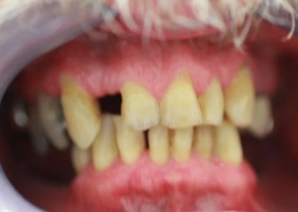 Harvard Dental Group