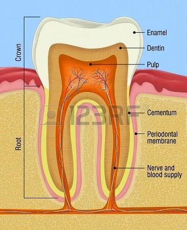 Modern Endodontics 1