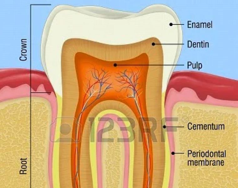 Modern Endodontics