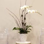 Costello Oral Surgery Associates