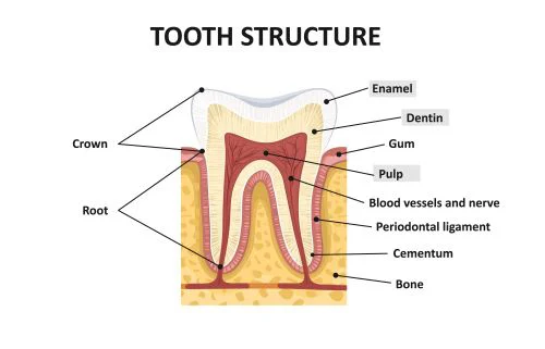 Pelham Family Dental 7