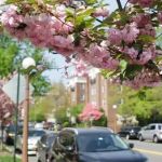 Bronxville Dental Care: Jenny A. Kanganis, DDS