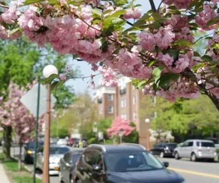 Bronxville Dental Care: Jenny A. Kanganis, DDS