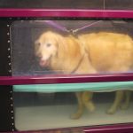 Animal Wellness and Rehabilitation Center