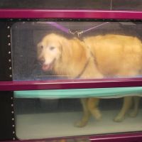 Animal Wellness and Rehabilitation Center ico