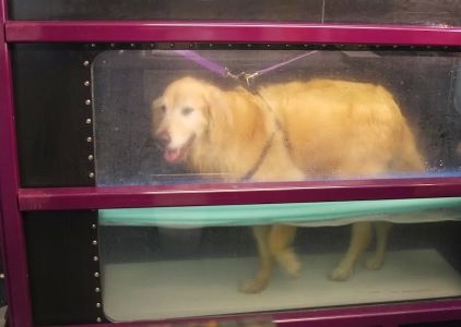 Animal Wellness and Rehabilitation Center