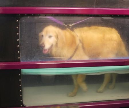 Animal Wellness and Rehabilitation Center