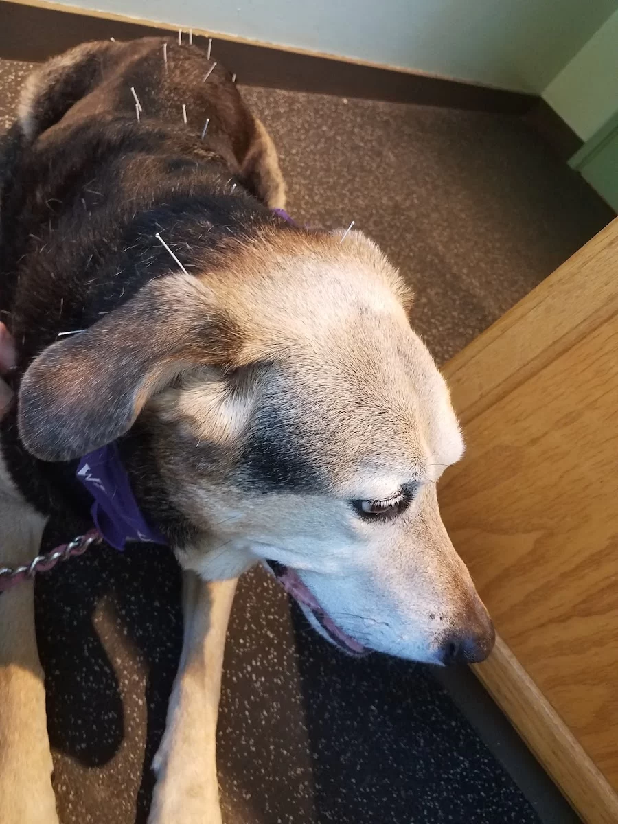 Animal Wellness and Rehabilitation Center 6