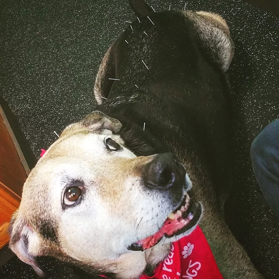 Animal Wellness and Rehabilitation Center 7