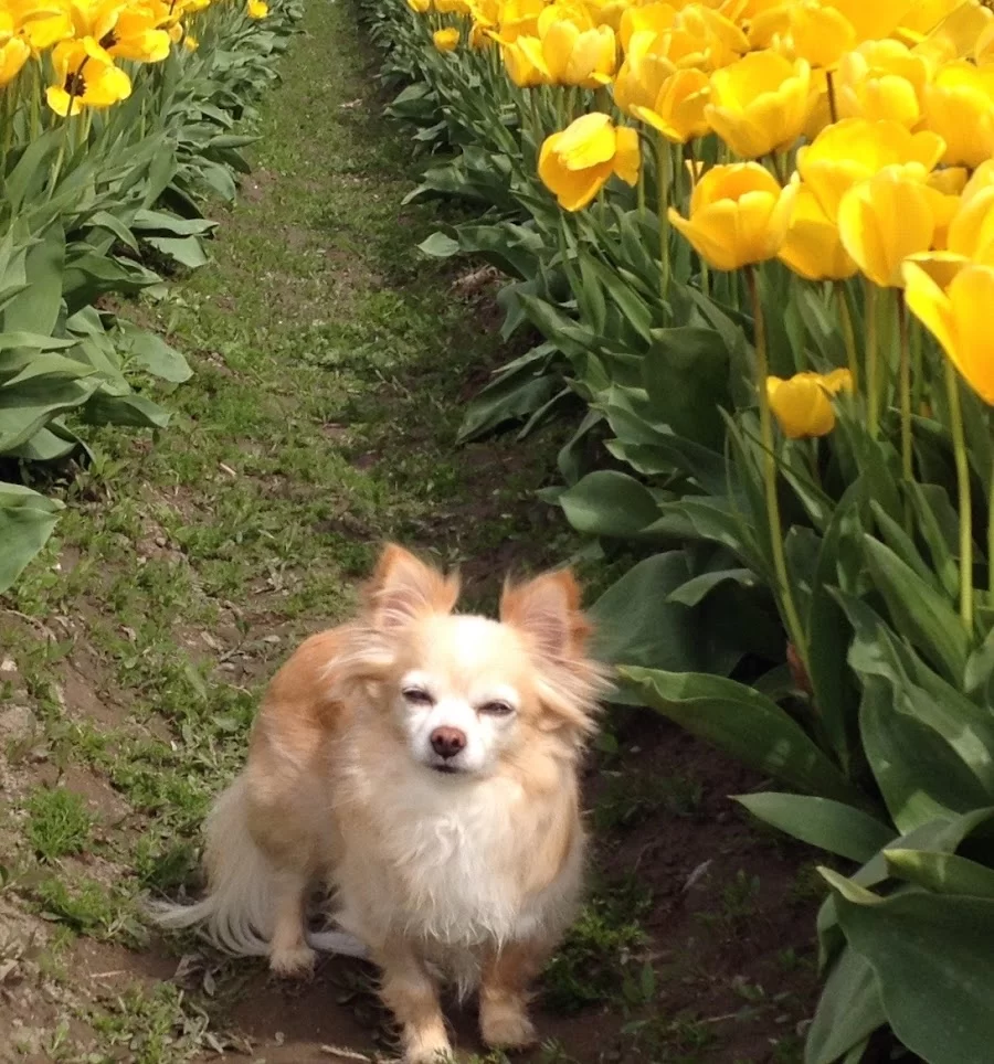 Animal Wellness and Rehabilitation Center 4