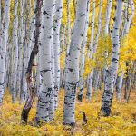 Aspen Endodontics