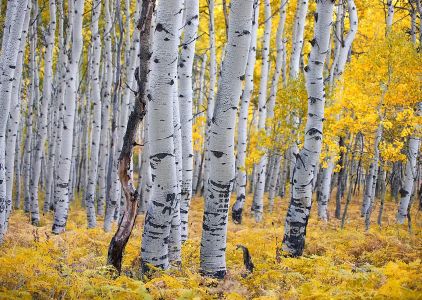 Aspen Endodontics