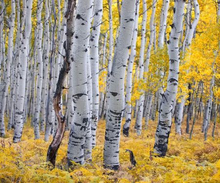 Aspen Endodontics