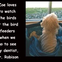 Robison Associates: Letha Robison DDS ico