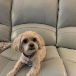Animal Hospital at Brier Creek