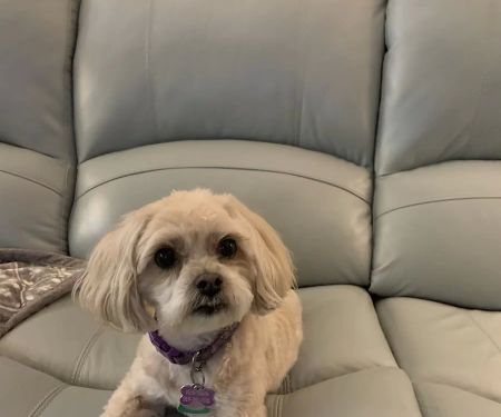Animal Hospital at Brier Creek