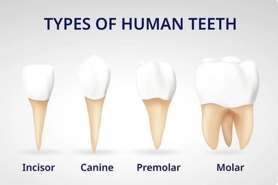 명치과 IMPLANT Dental office 2