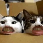 Dog and Cat Dentist, Inc.