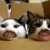 Dog and Cat Dentist, Inc. ico