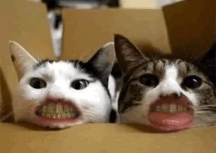 Dog and Cat Dentist, Inc.