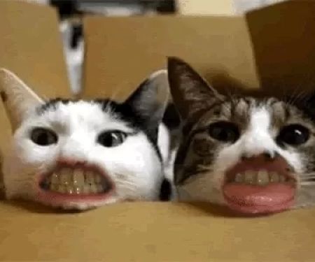 Dog and Cat Dentist, Inc.