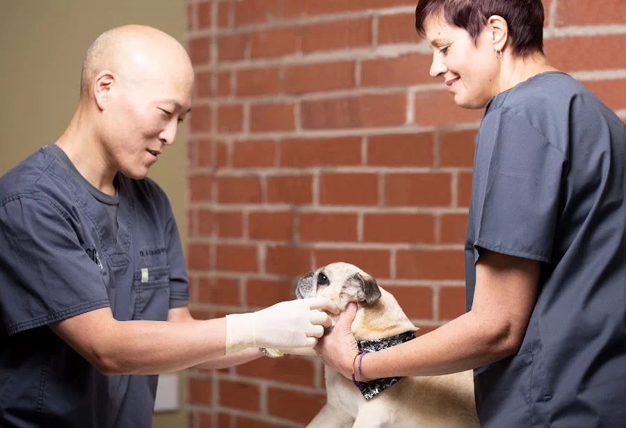 Dog and Cat Dentist, Inc. 7