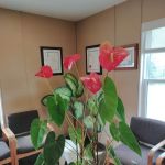 Newcastle Village Dental