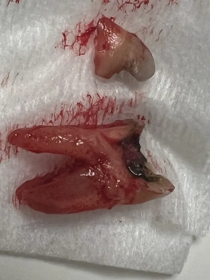 Alpine Woods Family Dental 6