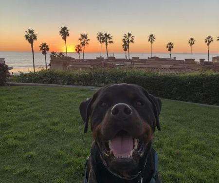 Oceanside Dental